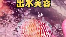 七彩神仙鱼拥有出水芙蓉般的绝姿。
#热带鱼 #七彩神仙鱼繁殖 #七彩神仙鱼 #观赏鱼