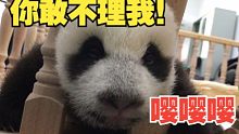 熊猫宝宝想跟饲养员聊天，一个劲地嘤嘤嘤叫，头都卡变形了！