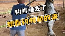 看过钓鳄鱼么？买看过的过来看看！#鳄珍 #鳄鱼 #钓鱼 