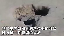 非洲博茨瓦纳，7岁大的小象被困地坑，等待它的只有死亡。