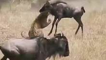 花豹狩猎落单的小角马#动物世界 #精彩片段 #野生动物零距离 #花豹 #角马 