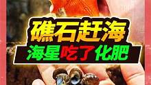 8万一个的废旧鲍鱼池礁石滩，隐藏拇指大辣螺，这里海五星变异了  #海五星 #户外赶海抓海鲜 #赶海