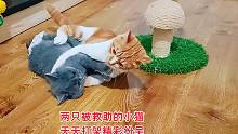 两只被救助的小猫天天打架，残疾小猫被打后逃跑速度让对手都惊讶