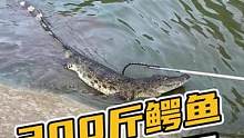 300斤鳄鱼瞬间被电晕#鳄鱼养殖 #鳄鱼 #鳄珍 