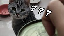 猫：“你在欺骗我啊！”