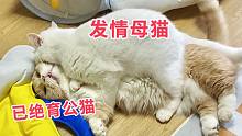当发情母猫遇到绝育公猫！