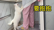 养了一只妈宝猫是一种什么体验，做饭都得要抱着它
