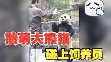 千万别让熊猫跟饲养员在一起，不然你肯定笑到肚子疼！