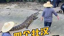 四个壮汉不敌一条鳄鱼#鳄鱼养殖#鳄鱼#鳄珍  