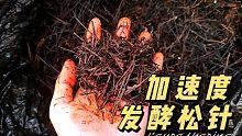 松针怎样处理腐熟快？了解发酵原理不再犯迷糊，腐熟快慢自己调控