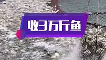 这几天连续收购3万多斤金鲳鱼，找好源头才能做出一条有品质的鱼干，承蒙大家厚爱！#南三渔小夫赶海 #南