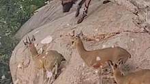 三只羚羊身处绝壁对抗强敌强大的野狗群一时竟无计可施 (2)