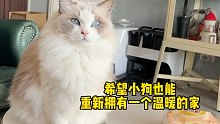 出门偶遇流浪狗，对比之下我家六只猫真的太幸福了