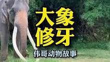 看过修驴马蹄子，薅羊毛…但你见过修象牙吗？#万物皆有灵性 #大象 #人与动物和谐共处 #萌宠