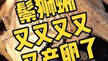 #爬宠 #鬃狮蜥 又又又又又来了！猜猜这次多少个卵？@抖音小助手
