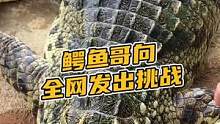 鳄鱼哥向全网发出挑战#鳄珍 