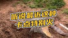 听说最近这种卡点特别火#鳄珍 