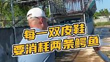 每一双皮鞋要消耗两条鳄鱼#鳄珍 