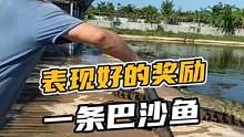  表现好的都奖励一条巴沙鱼#鳄珍 