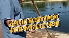 说我们家是假鳄鱼的你敢不敢自己来抓#鳄珍 