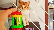 捡来的小橘猫在家里最聪明，啥玩具一玩就会，最爱玩的是这一根