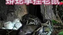 蟒蛇拿捏老鼠#动物世界 #精彩片段 #蟒蛇 #老鼠 #万物皆有灵性 