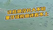  这些鱼没长大，鳄鱼都看不上#鳄珍 