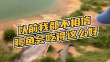 以前我都不相信鳄鱼会吃得这么好#鳄珍 