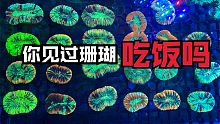 珊瑚吃饭原来是这样子的，看到最后一定会让你惊讶