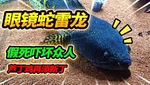 53厘米眼镜蛇雷龙假死求抱抱，芦丁鸡出壳再添新丁，再次改造鱼房
