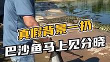  真假背景一扔大巴沙鱼马上见分晓#鳄珍 