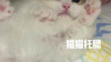 小猫猫：那你们冬天怎么活啊？#小奶猫的成长日记 #米努特矮脚猫 #萌宠 #猫咪的迷惑行为 #喵星人