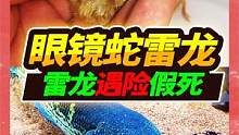 53厘米眼镜蛇雷龙假死求抱抱，芦丁鸡出壳再添新丁，再次改造鱼房 #眼镜蛇雷龙 #芦丁鸡 #养鱼日记 