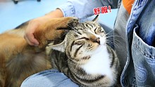 当你让德牧撸猫的时候，小猫咪会是什么反应