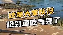 这个大家伙抢不到鱼吃气哭了#鳄珍 