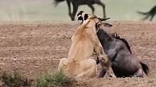狮子狩猎角马#动物世界 #精彩片段 #野生动物零距离 #狮子 #角马 