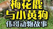 小梅花鹿和小黄狗打架了！这可怎么办呢？#万物皆有灵性 #萌宠 #治愈系 #神奇动物在抖音
