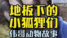 地板下发现一窝小狐狸，如果是您会怎么办呢？#万物皆有灵性 #萌宠 #母爱 #神奇动物在抖音