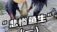 悲惨鱼生（一）#鳄鱼养殖 #鳄鱼 #鳄珍 