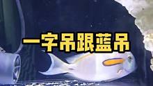鱼缸里面新进的蓝吊三四天不开口，一直躺平，有时候直接躺缸底，观察了好几天都是之前缸里整体到处窜的一字