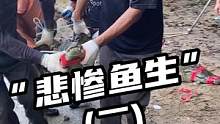 悲惨鱼生（二）#鳄珍#鳄鱼养殖#鳄鱼 