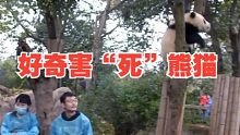 饲养员树下聊天，树上的熊猫也想听八卦，结果好奇害“死”熊猫！