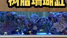 分享一个比较好老外的案例：有些鱼友只想养纯鱼，然后又觉得太单调的海缸，可以考虑树脂假珊瑚做衬托！#海