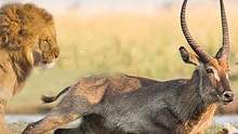 狮子狩猎水羚，狮群却在围观，最终水羚安全逃走！#动物世界 