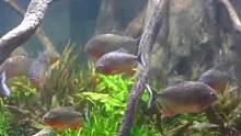 土豪的三米食人鱼缸，重金打造亚马逊原生造景#南美缸 #南美缸造景 #养鱼日记 #食人鱼 #鱼缸造景