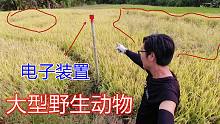 稻田里传来野猪的惨叫声，走近一看水稻被毁了一大半，真没办法