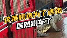这条鳄鱼为了逃跑居然跳车了#鳄珍 