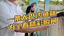  一条大巴沙鱼就为了看精彩瞬间#鳄珍 