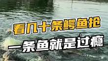看几十条鳄鱼抢一条鱼就是过瘾#鳄珍  