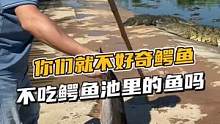  你们就不好奇鳄鱼为什么不吃鳄鱼池里面的鱼吗#鳄珍  